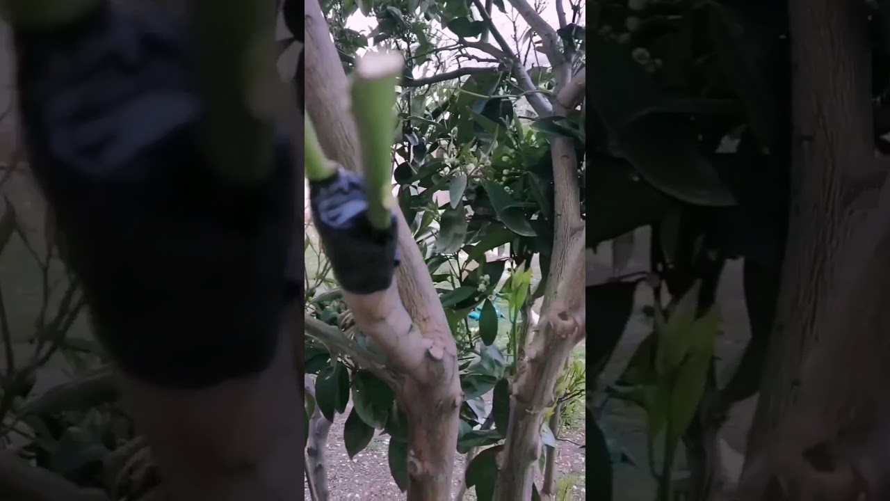 تطعيم شجرة  برتقال بالليمون الفصلي  بالقلم اللحائي تاريخ 24/1/2020 و 27/1/2020
Citrus Bark Grafting