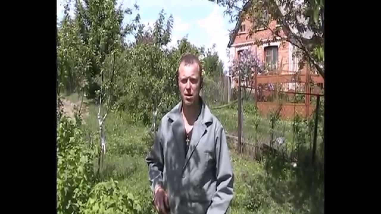Обрезка смородины (омоложение старых кустов)