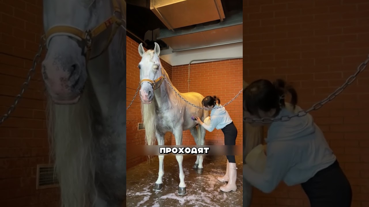 Самая вредная лошадь на мойке #животные #мойкаживотных