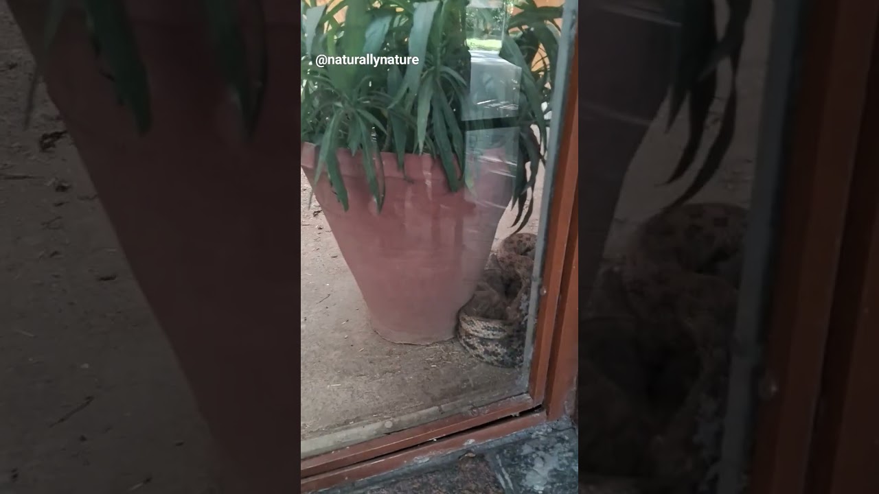 poor chickens under attack of a python 