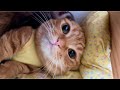 【お知らせ】お別れの時がきました！