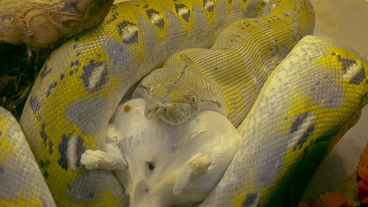 pet snakes and dogs Dwarf Reticulated Python Eating Large Rat