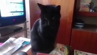 050724 1348. Dzień Pobytu Kici U Mnie 25 Kwietnia 2021 Roku - Nowa Wersja Hd 1080P 019