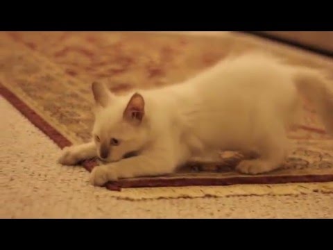 a Ragdoll kitten named Muki