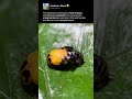LADYBUG DEVELOPMENTAL STAGE