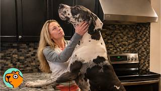 150 Pound Great Dane Just Wants Mom’s Hugs | Cuddle Buddies
