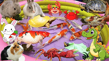 Na TV Bắt Chú Cá Mắc Cạn, Mò Cua Bị Cua Cặp, Bắt Cá Koi, Thỏ, Nhím, Chuột Lang, Rùa, Lươn