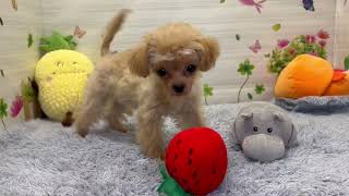 Coo&RIKU No.764801 MIX - YouTube