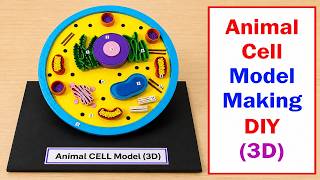 animal cell 3d model making for science project exhibition - diy - craftpiller - creative project