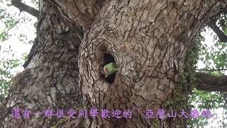 Publication Date: 2022-08-27 | Video Title: 金錢村何東學校 學校介紹-生態校園篇