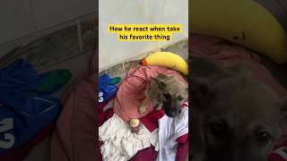 How Puppy React When Take His Favorite Thing