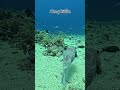 This fish is the spotted pufferfish (Arothron stellatus), #hurghada #fish