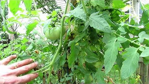 A Tomato Tour of 45 Different Varieties of Tomato Plants with a Table of Contents: Favorites & Tips