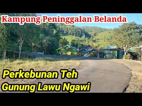 Kampung Cantik Peninggalan Belanda Tengah Perkebunan Teh Jamus Ngawi