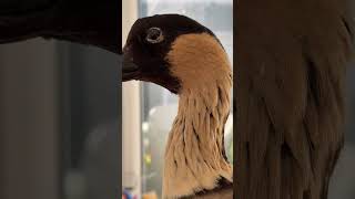 This is the rarest goose in the world! #artist #taxidermist #birdtaxidermy #taxidermy