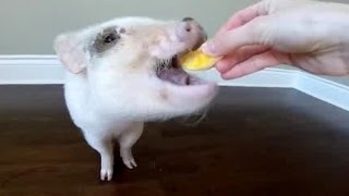 Mini Pig Eats His First Orange to Celebrate Turning 9 Months Old
