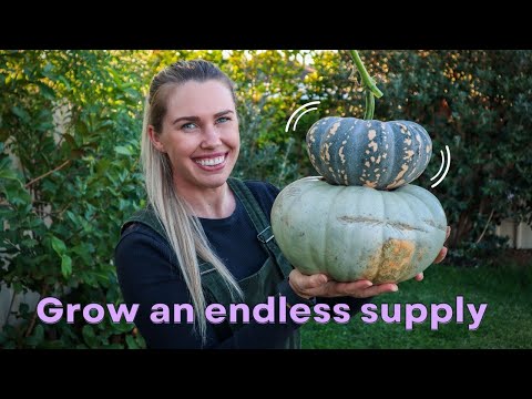 Video: Pumpkin Companion Plants - Forslag til planter, der vokser godt sammen med græskar