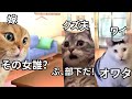 【猫ミーム】ペ〇ーズで出会った男が既婚者だった話＃猫マニ＃猫ミーム