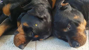 Configuring Eclipse IDE