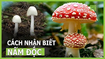 Cách nhận biết nấm độc chuẩn nhất | VTC16