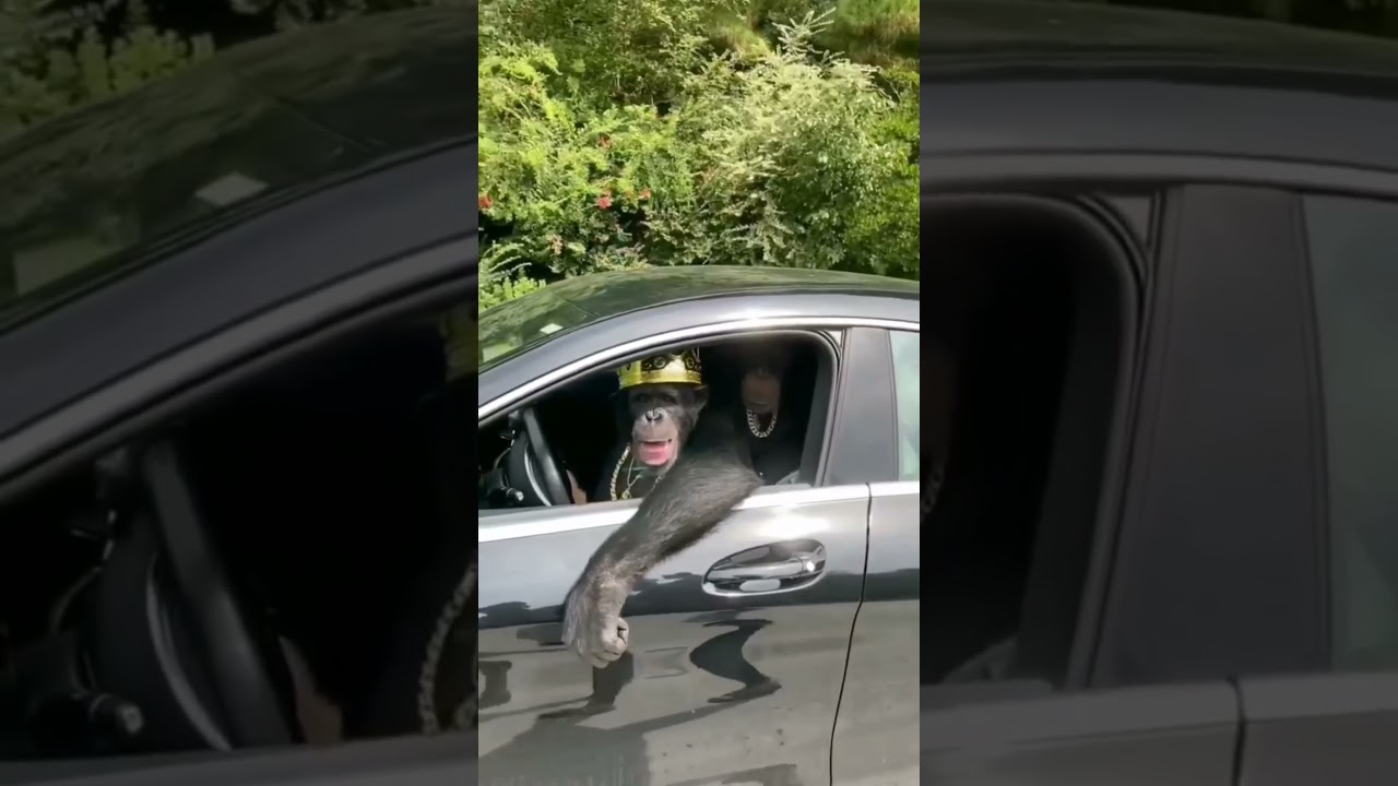 monkey thug video 🔥😎😎 