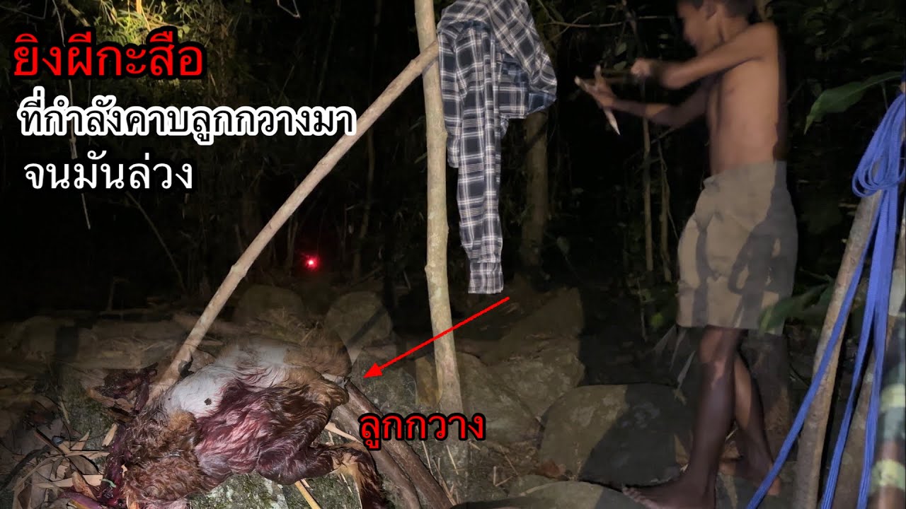 นาทีระทึก” กะสือลอยผ่าน.. เลยให้เจ้าแดงยิง!!จนมันร่วงลงมา