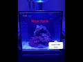 New 15 Gallon Nuvo fusion tank for the clownfish and shrimp from Innovative Marine #nuvofusion #fish