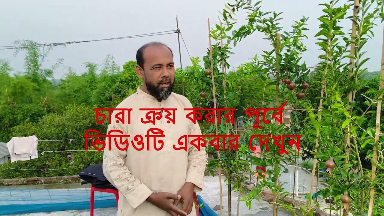 ছাদ বাগানে আনার চারা - pomegranate plant in bangladesh