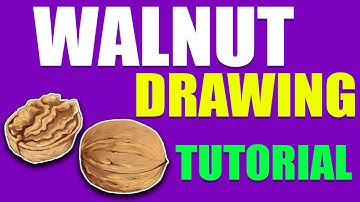 WALNUT DRAWING TUTORIAL | Walnut drawing and colouring | Drawing walnut Step by step | Draw walnut