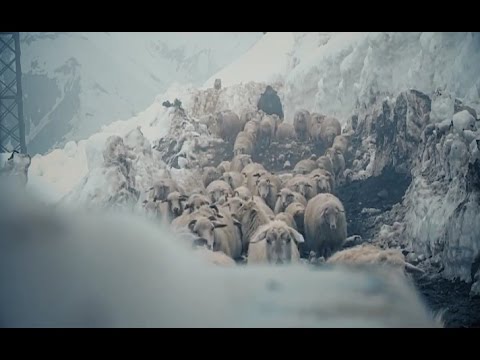 კვირას,  31  მაისს, 12:30 საათზე, \"ფერმა\"