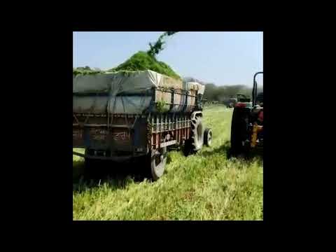 Wheat Silage making