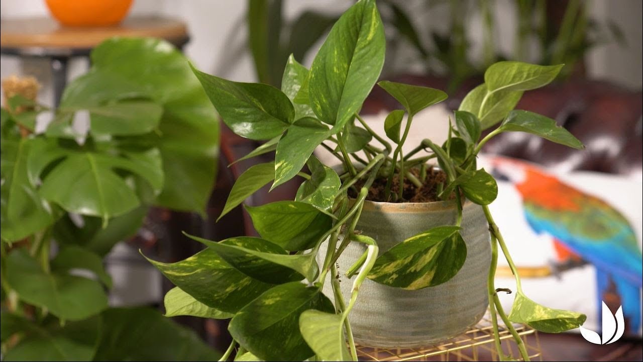 Comment cultiver le pothos ? - Truffaut