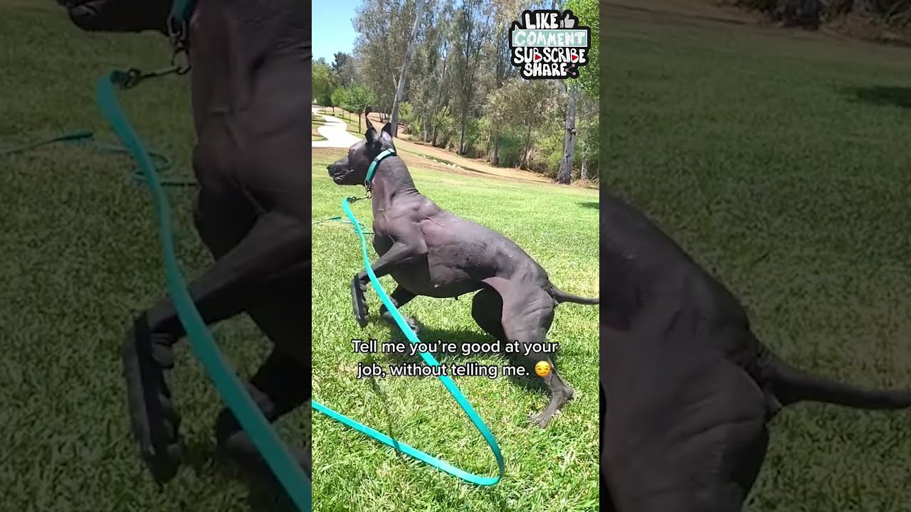 Xoloitzcuintli Dog | Incredible Muscle Tone!💪🏿😲 
