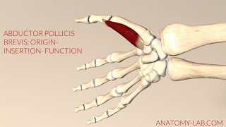 Abductor Pollicis Brevis: Origin- Insertion- Function (3d Animation)