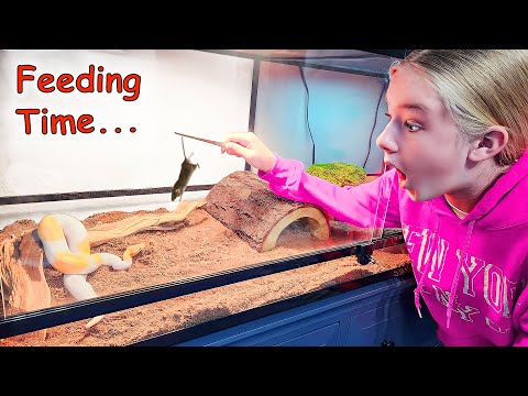 Feeding Trinity's Pet Snake a Mouse!! Banana Pied Ball Python!