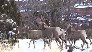 Bighorn Sheep In Colorado National Monument