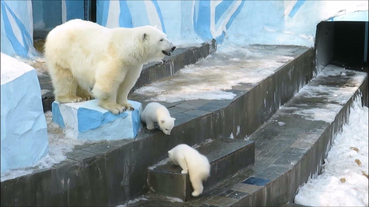 Наблюдение за медведем