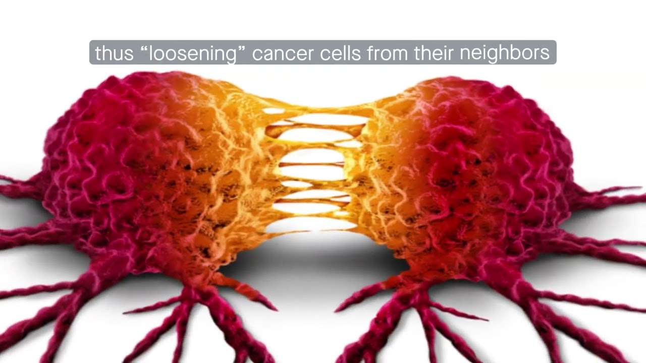 The protein MICAL2 promotes gastric cancer cell migration via E-cadherin/β-catenin