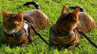 TOYGER CATS ARE PERFECTION