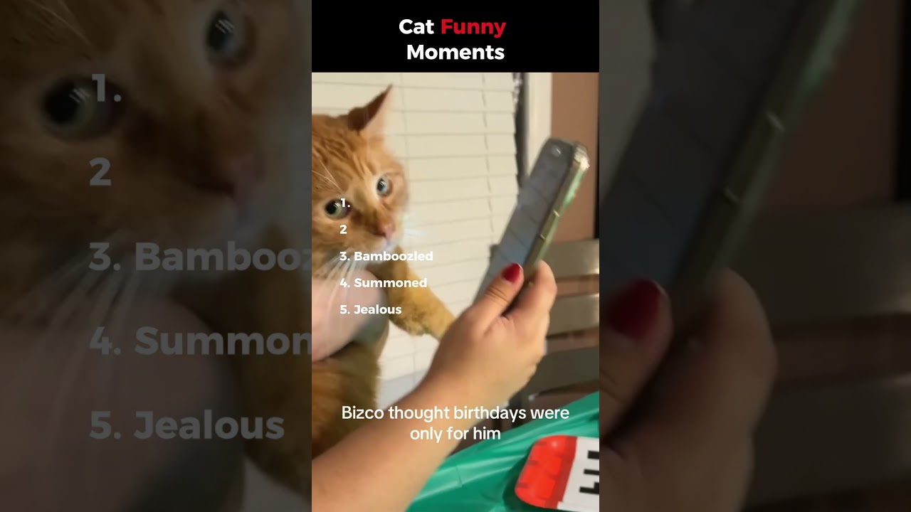 Funniest Cat Moments That Will Make Your Day! π±π #catvideos #cat #funniestcats Funniest Cat Moments That Will Make Your Day! π±π #catvideos #cat #funniestcats