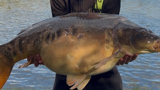 Trening przed zawodami Method feeder ,ogromne karpie blisko brzegu nawet około 20 kg 