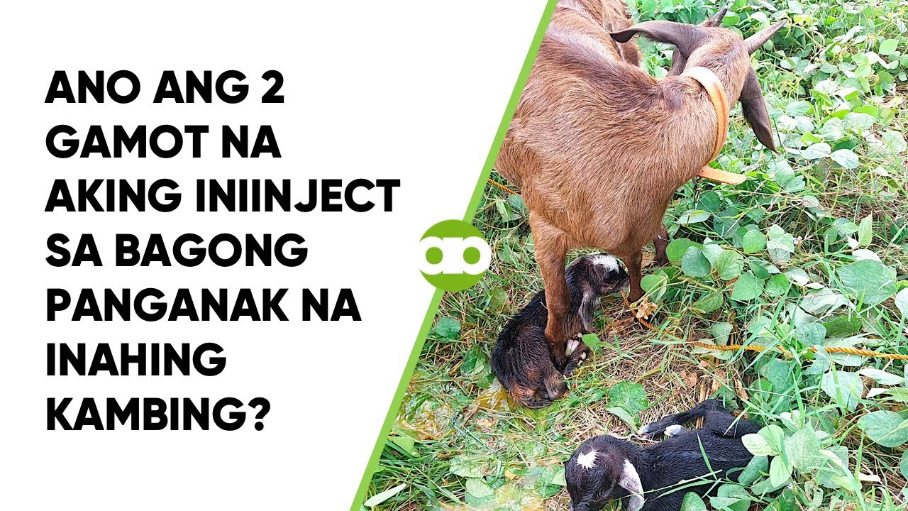 Ano ang 2 Gamot na Aking Iniinject sa Bagong Panganak na Inahing Kambing?