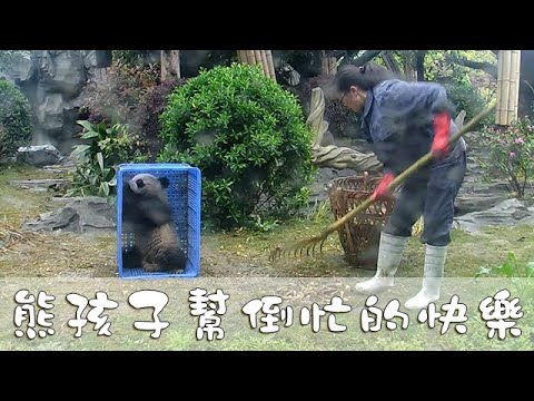 《熊貓主題趴》 熊孩子幫倒忙的快樂 | iPanda熊貓頻道