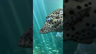 Panther Grouper!