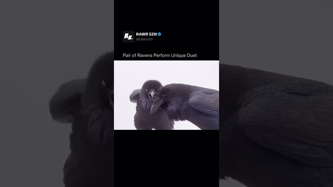 Ravens Perform Duet in Foggy Parking Lot: A Display of Vocal Range & Trust auf YouTube ansehen Ravens Perform Duet in Foggy Parking Lot: A Display of Vocal Range & Trust auf YouTube ansehen