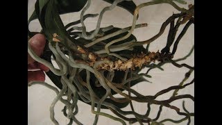 Видео Что делать, если у орхидеи длинная шейка (автор: JustHappy)