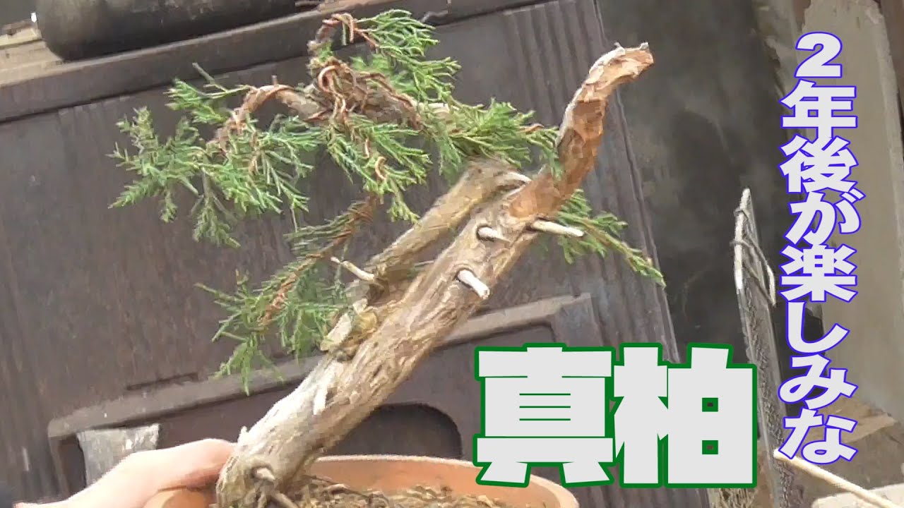 Pruning and wiring Rishiri shinjuku trees, considering their