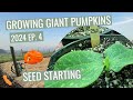 Ep 4  starting giant pumpkin plants  growing giant pumpkins 2024