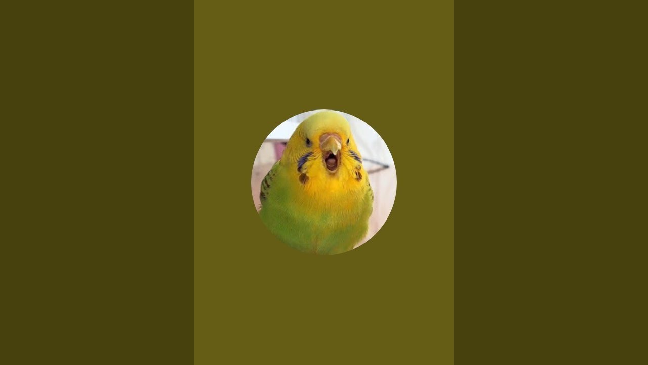 Limonyum – Muhabbet Kuşlarının Renkli Dünyasına Hoş Geldin!