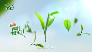 TFBOYS易烊千璽 《康師傅綠茶》品牌大片清新來襲，給明媚夏日註入一股活力氣息！  探索品牌代言人易烊千璽 的夏日清新活力！